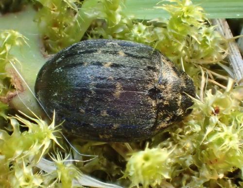 Byrrhus sp.